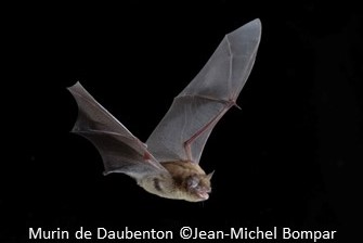 chauve-souris